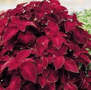 Värd-kirinõges "Wizard Velvet Red"