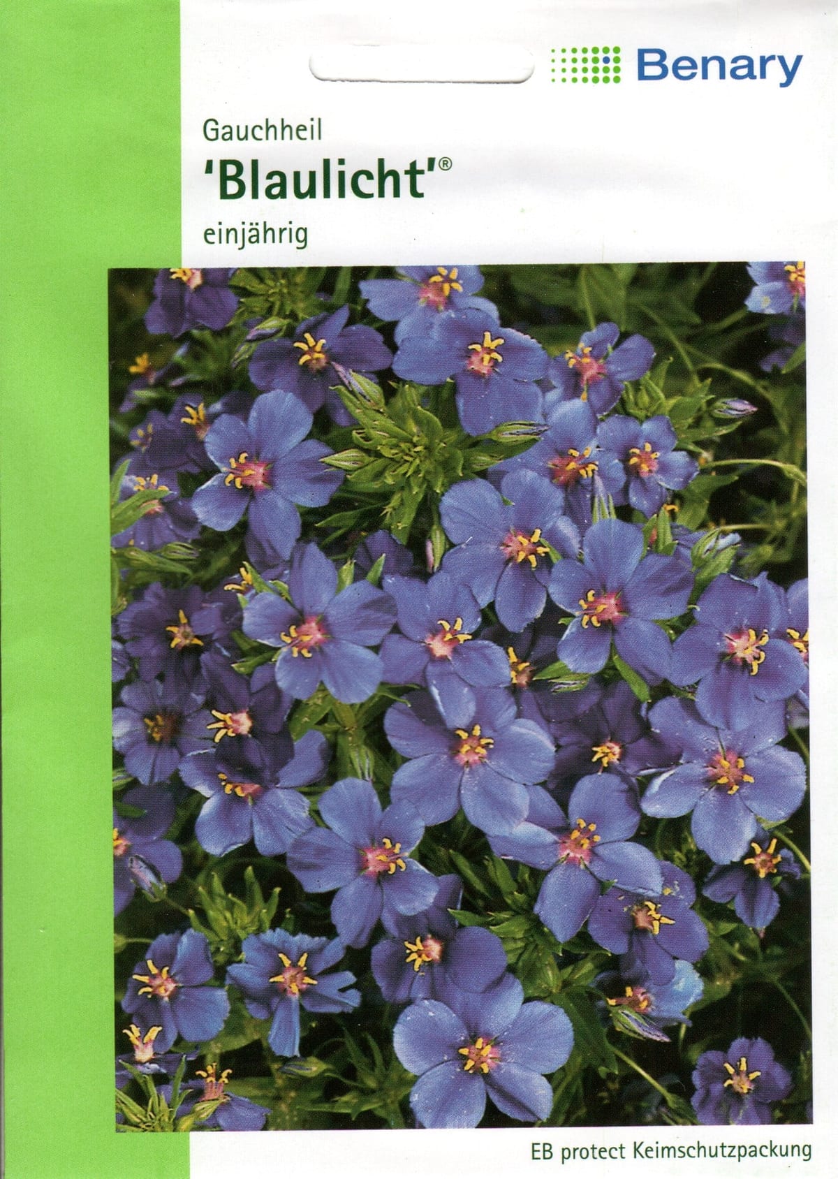 Suureõiene varsapõlv "Blaulicht"