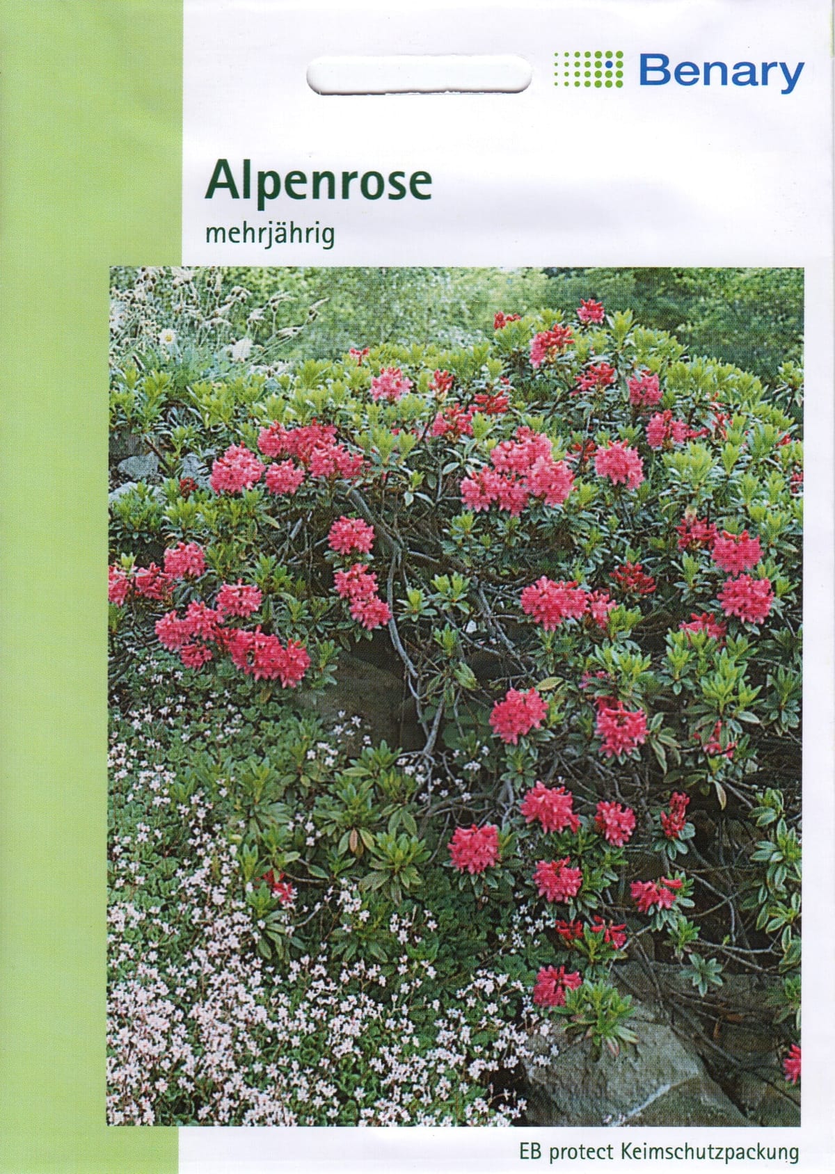 Roostepruun rododendron "Alpenrose"