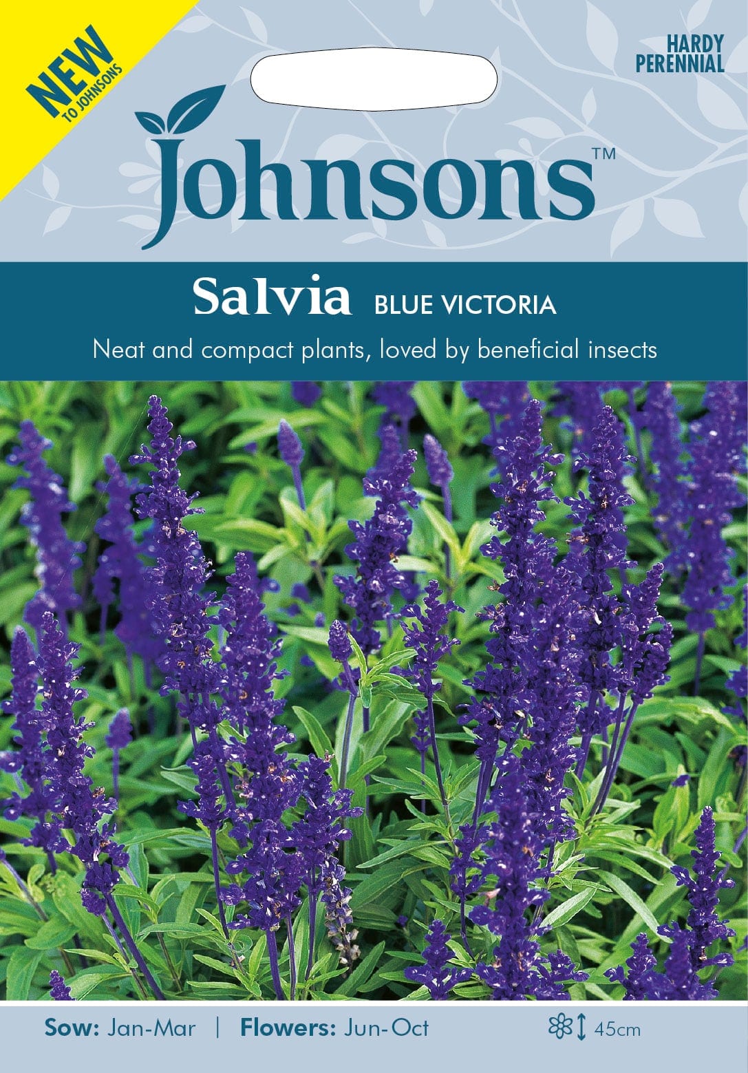 Hall salvei "Blue Victoria"