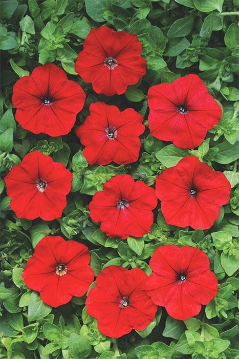 Ripp-petuunia "Lavina Avalanche Red" F1