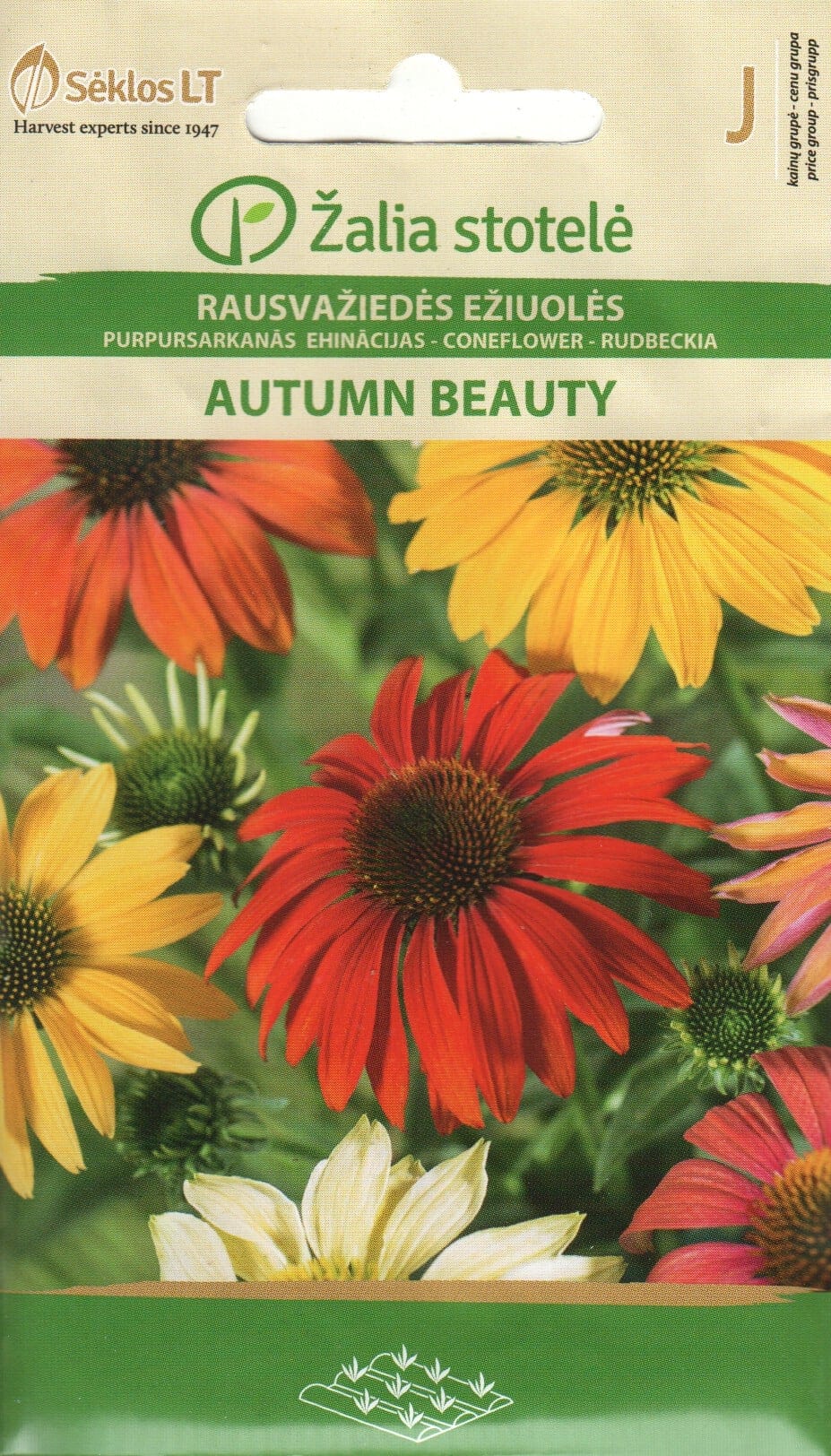 Punane siilkübar "Autumn Beauty"