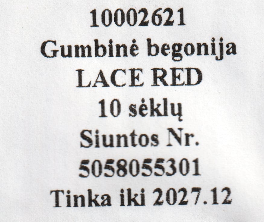 Mugulbegoonia "Lace Red"