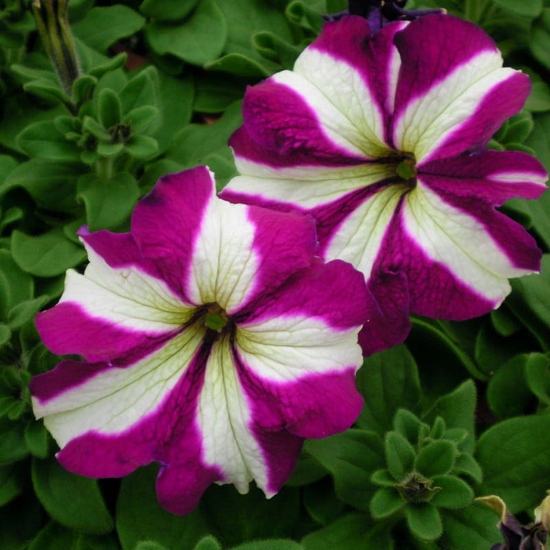 Ripp-petuunia "Lavina Purple Star" F1