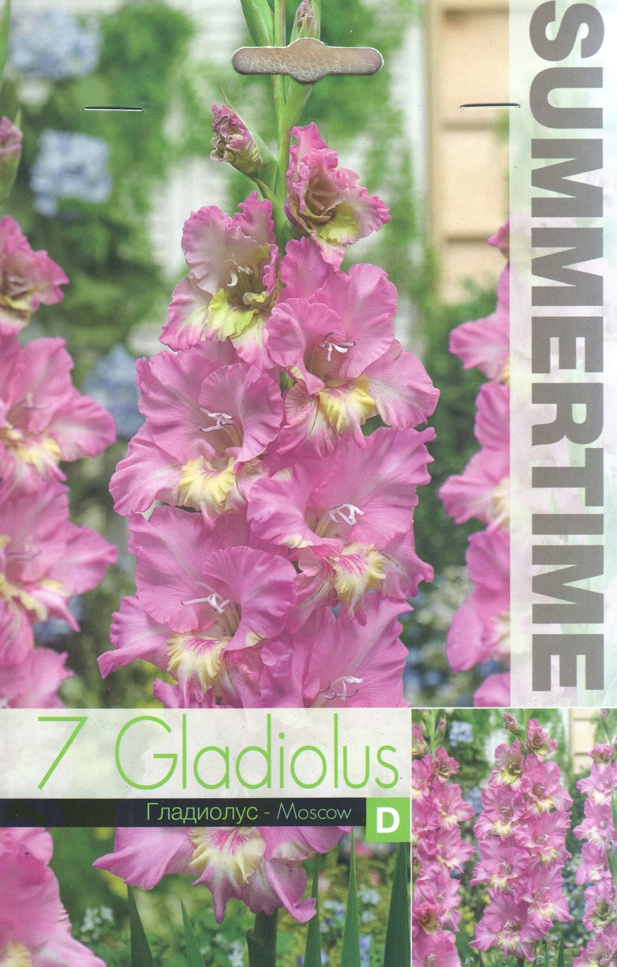 Gladiool "Moscow"