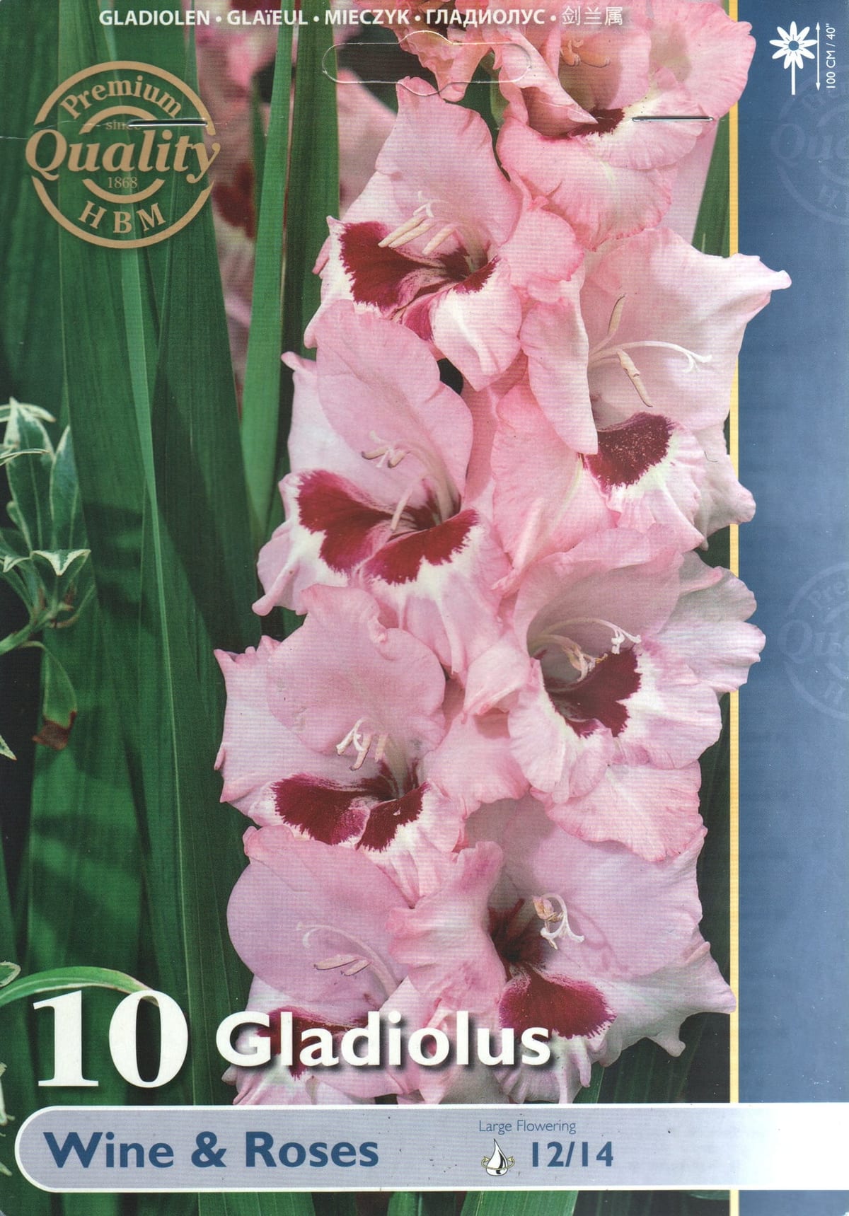 Gladiool "Wine & Roses"