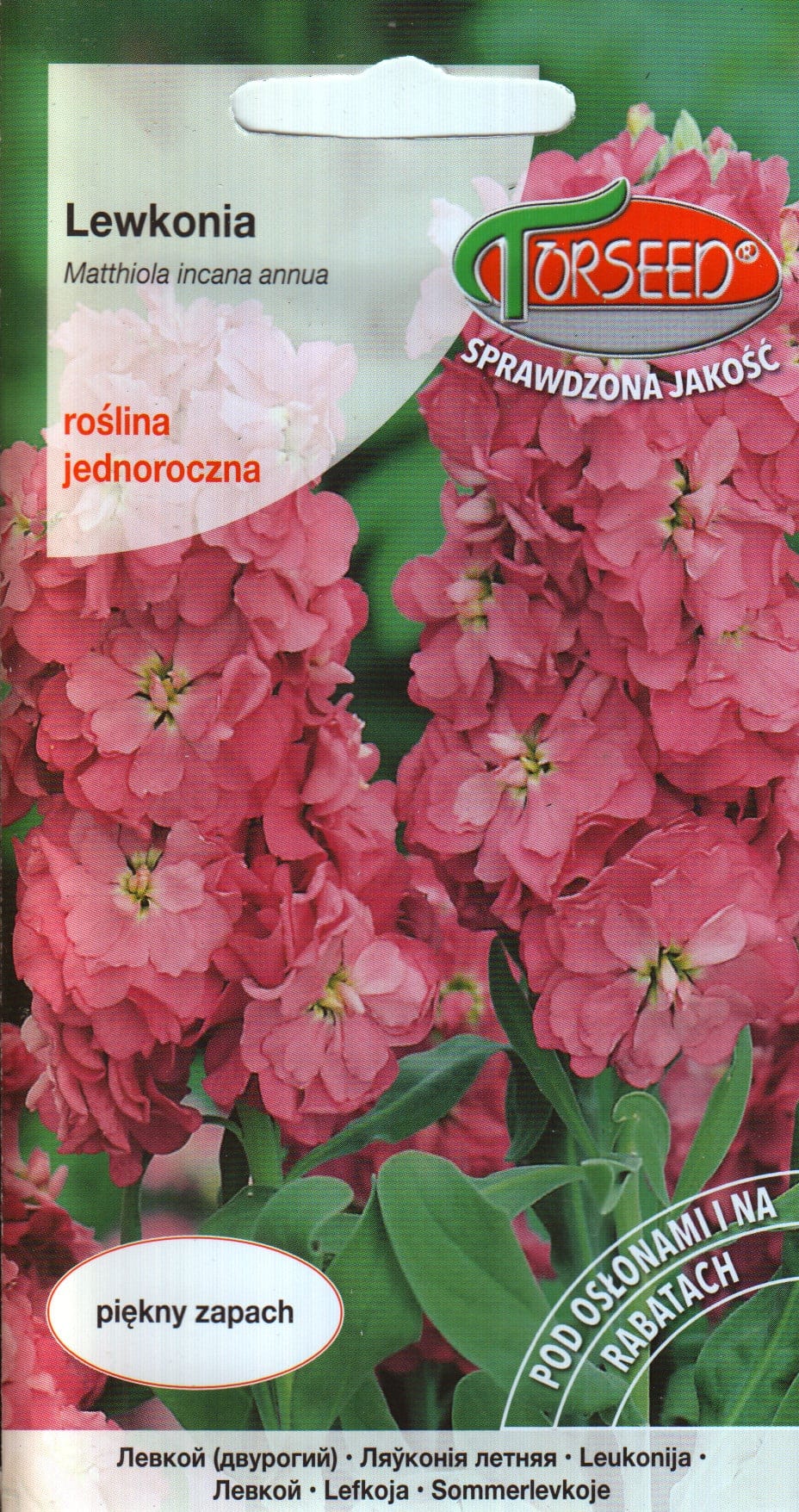 Levkoi roosa