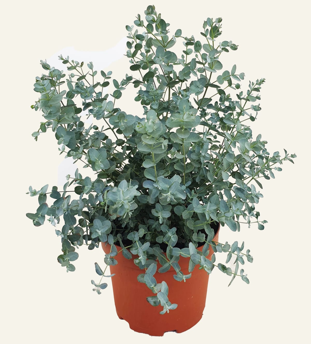 Gunnii eukalüpt "Silvertropfen"