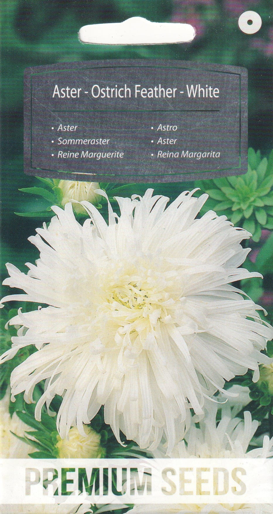Aster "Ostrich Feather"