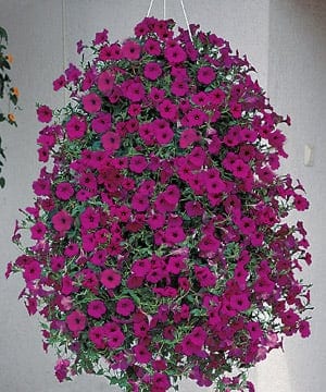 Ripp-petuunia “Diamond Purple” F1