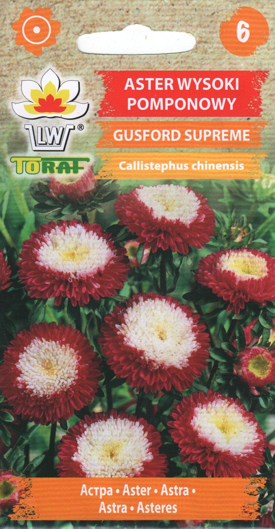 Aster "Gusford Supreme"
