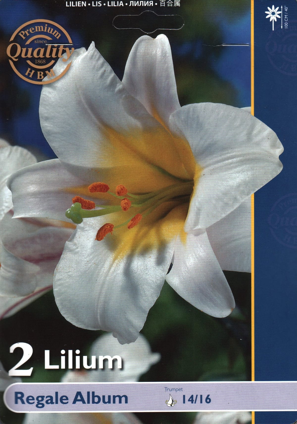 Trompetliilia "Regale Album"