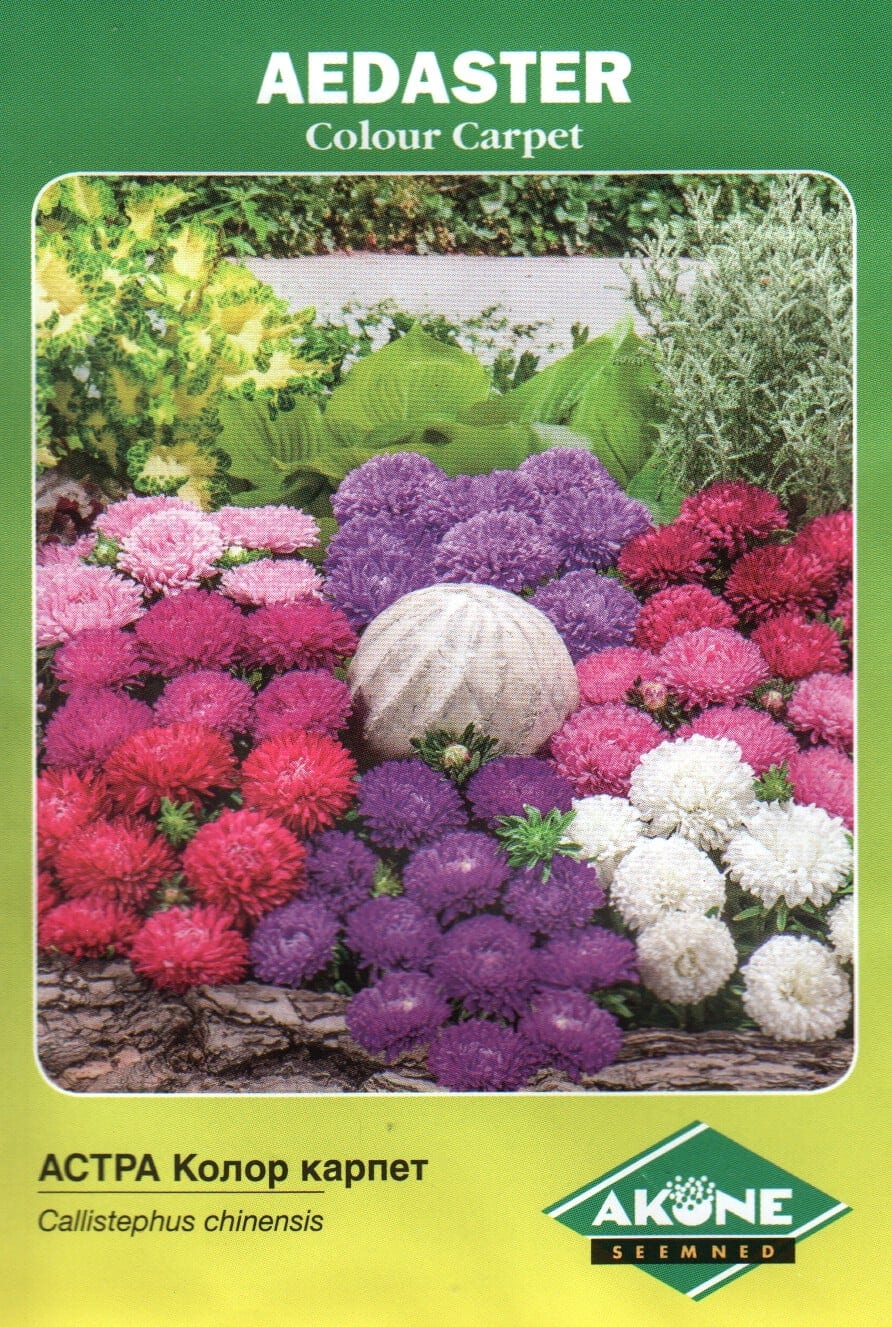 Aster "Colour Carpet"