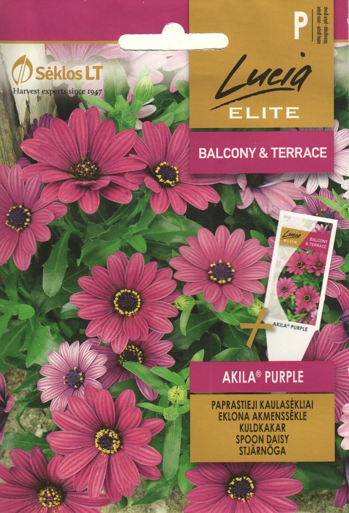 Eckloni kuldkakar "Akila Purple"