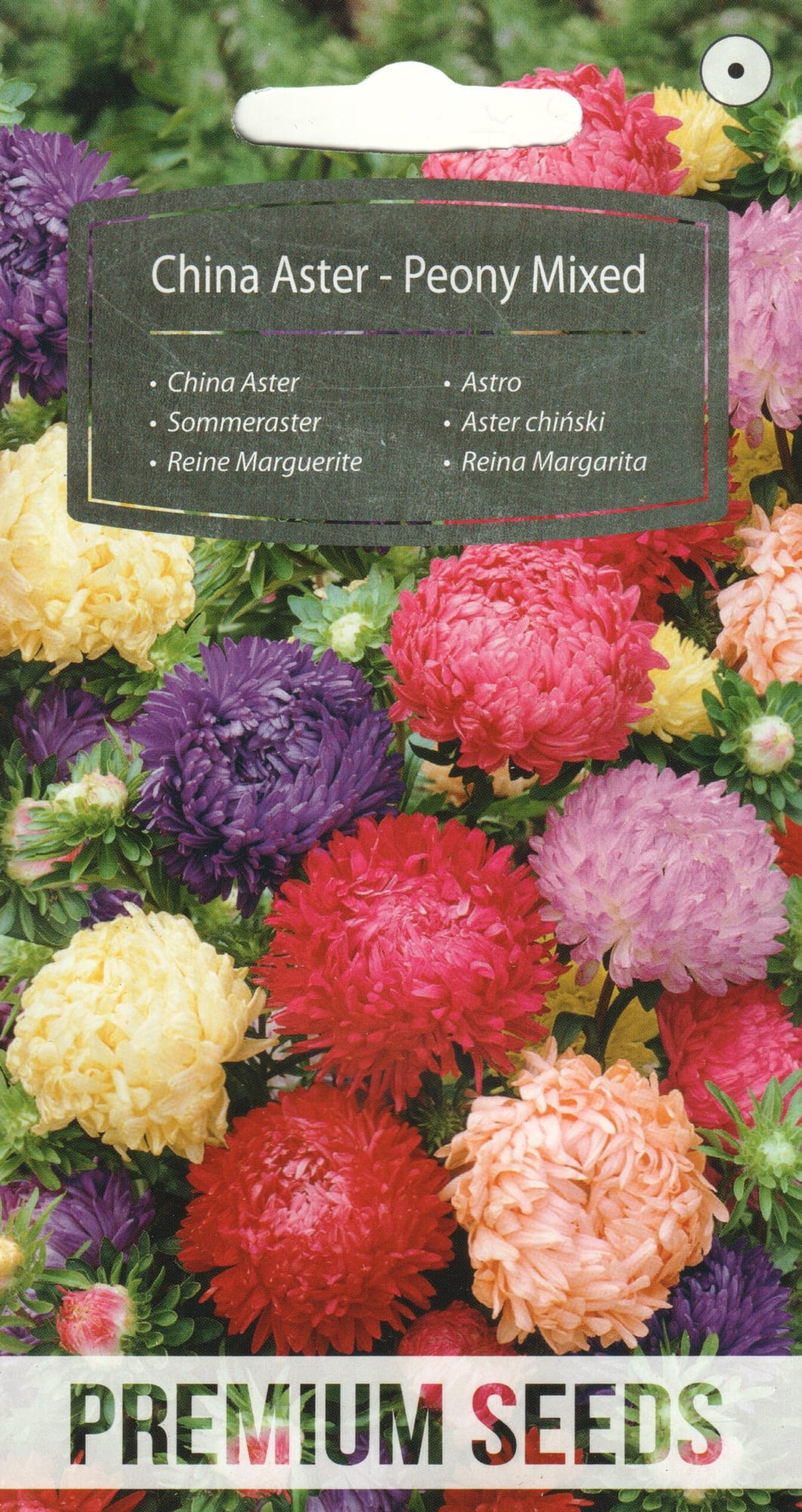 Aster segu