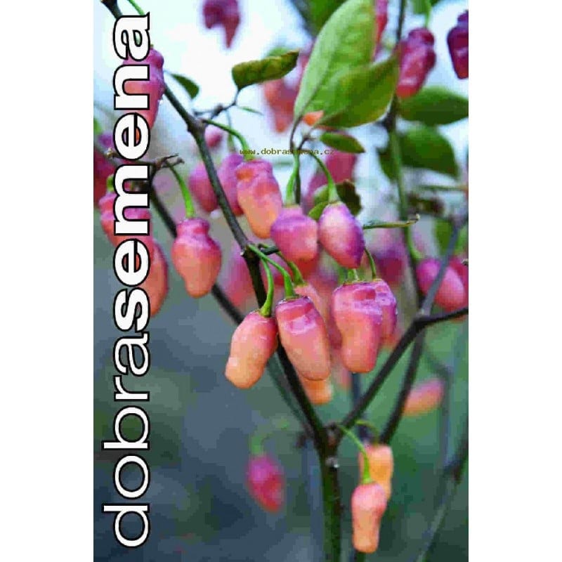 Kariibi paprika "Fidalgo Roxa"