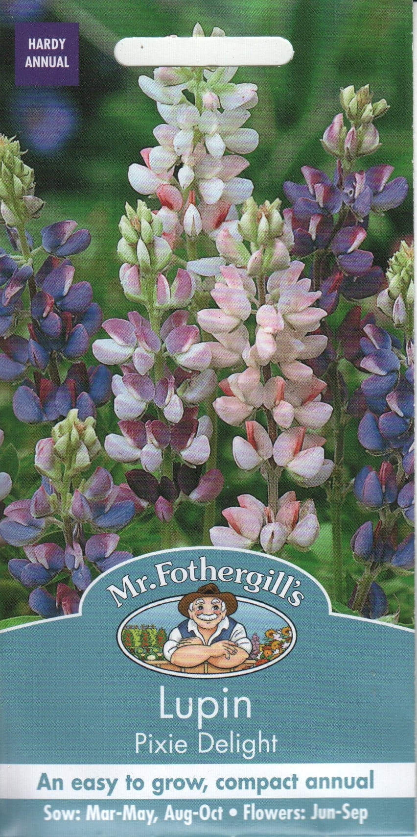 Madal lupiin - suvelupiin "Pixie Delight"