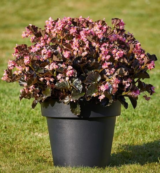 Hübriid-begoonia pooltäidisõieline "Sensation Pink Bronze" F1