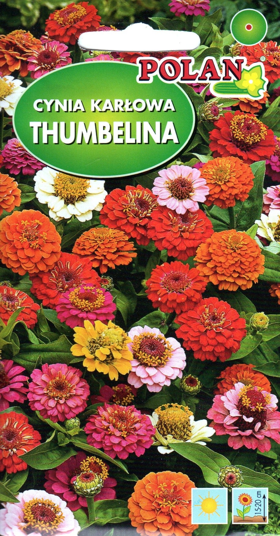 Harilik pruudisõlg "Thumbelina"