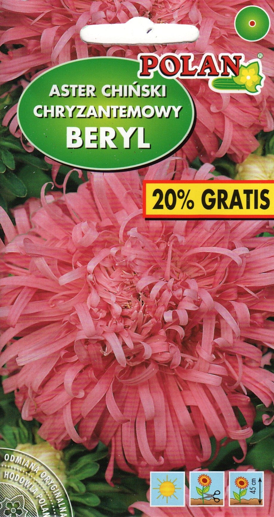 Aster "Beryl"
