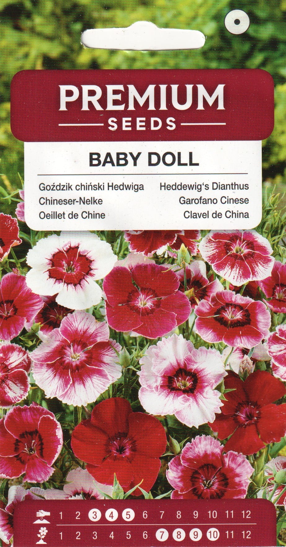 Hiina nelk "Baby Doll"