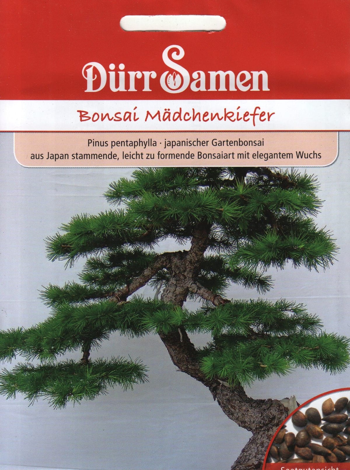 Pinus pentaphylla - Jaapani aiabonsai
