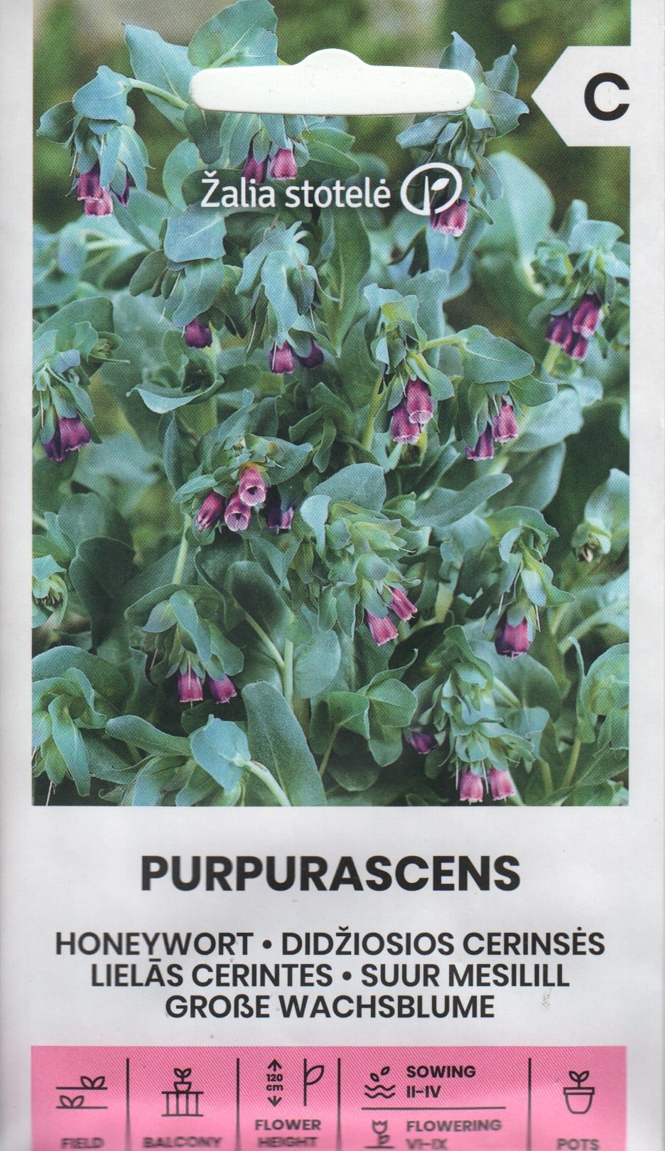 Suur mesilill "Purpurascens"
