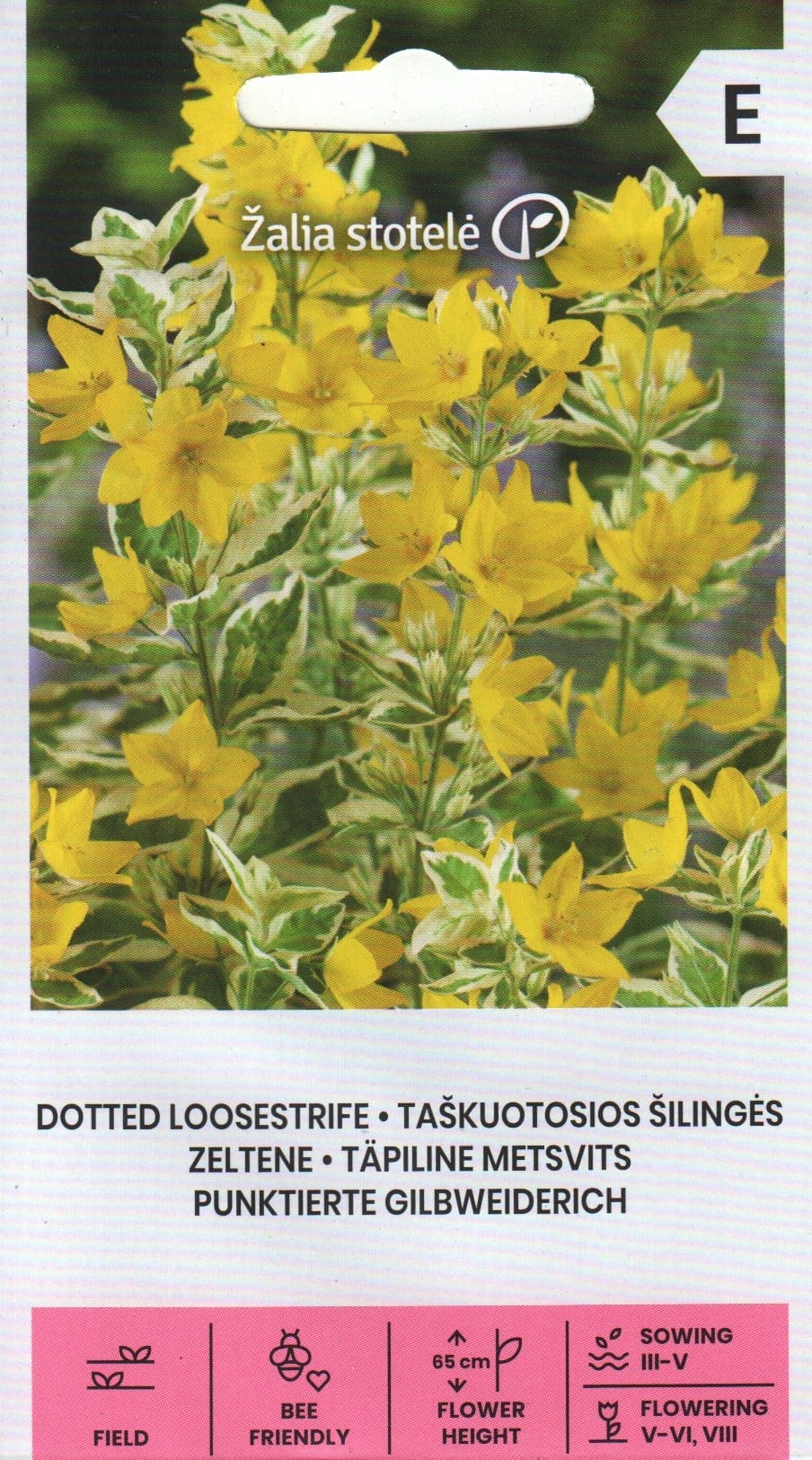 Täpiline metsvits kirjulehine