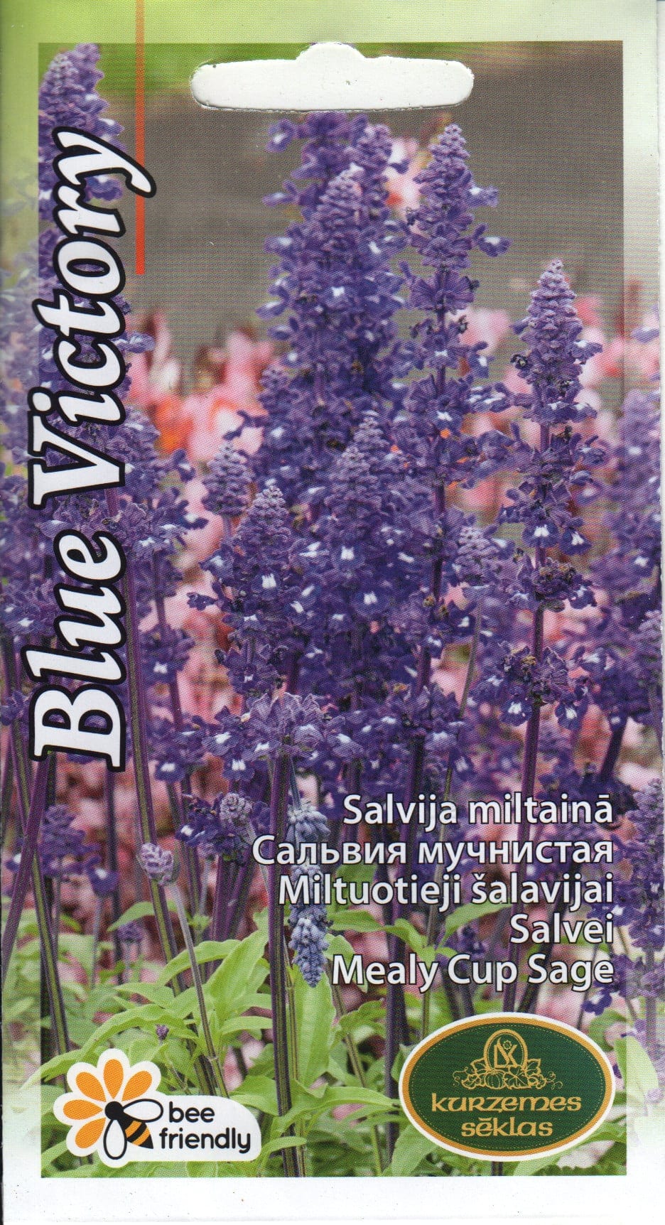 Hall salvei "Blue Victory"