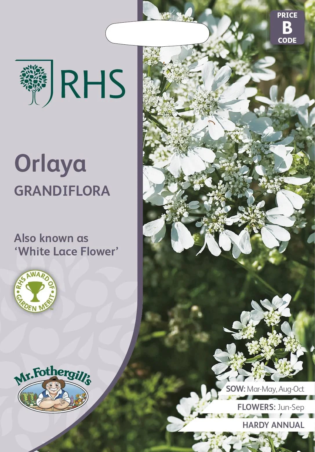 Suureõieline orlaia "White Lace Flower"