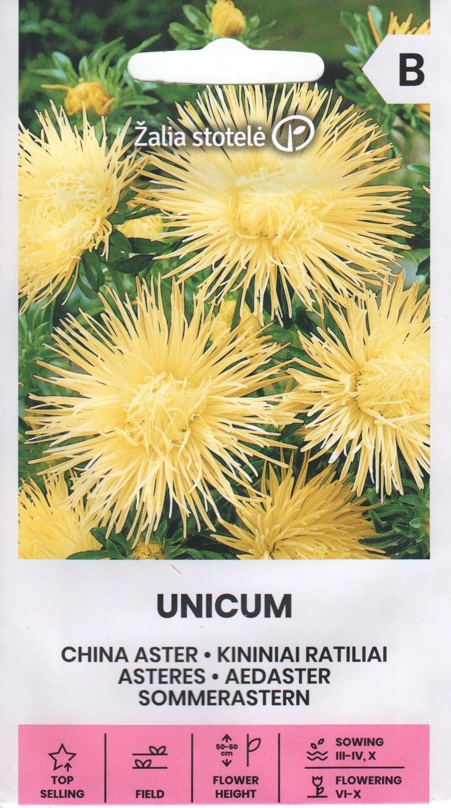 Aster "Unicum Yellow"