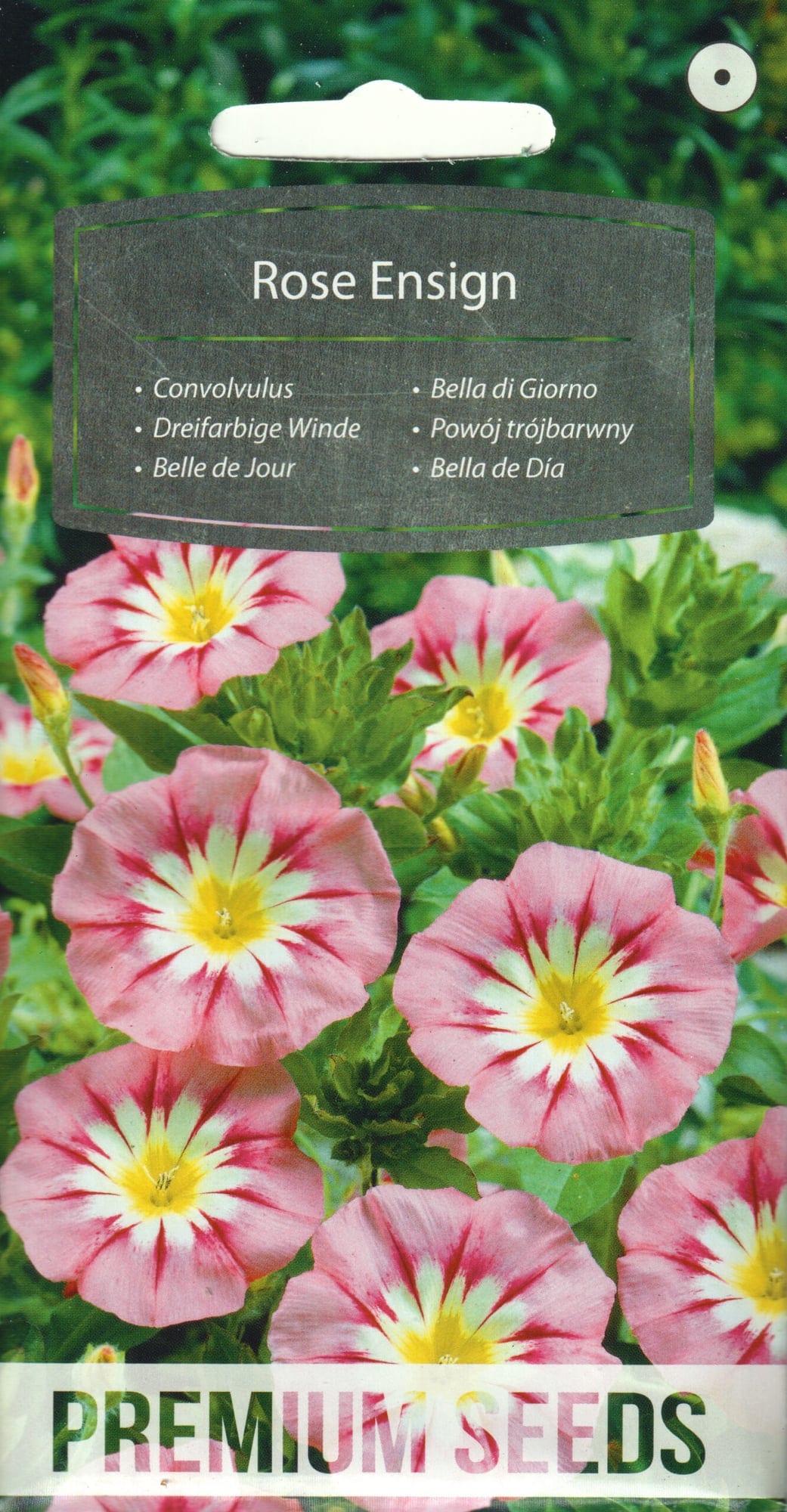 Kolmevärviline kassitapp madal "Rose Ensign"