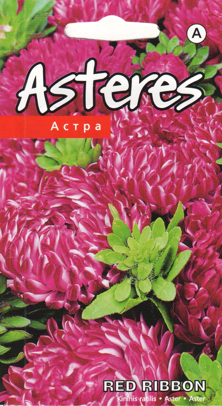 Aster "Ribbon Red"