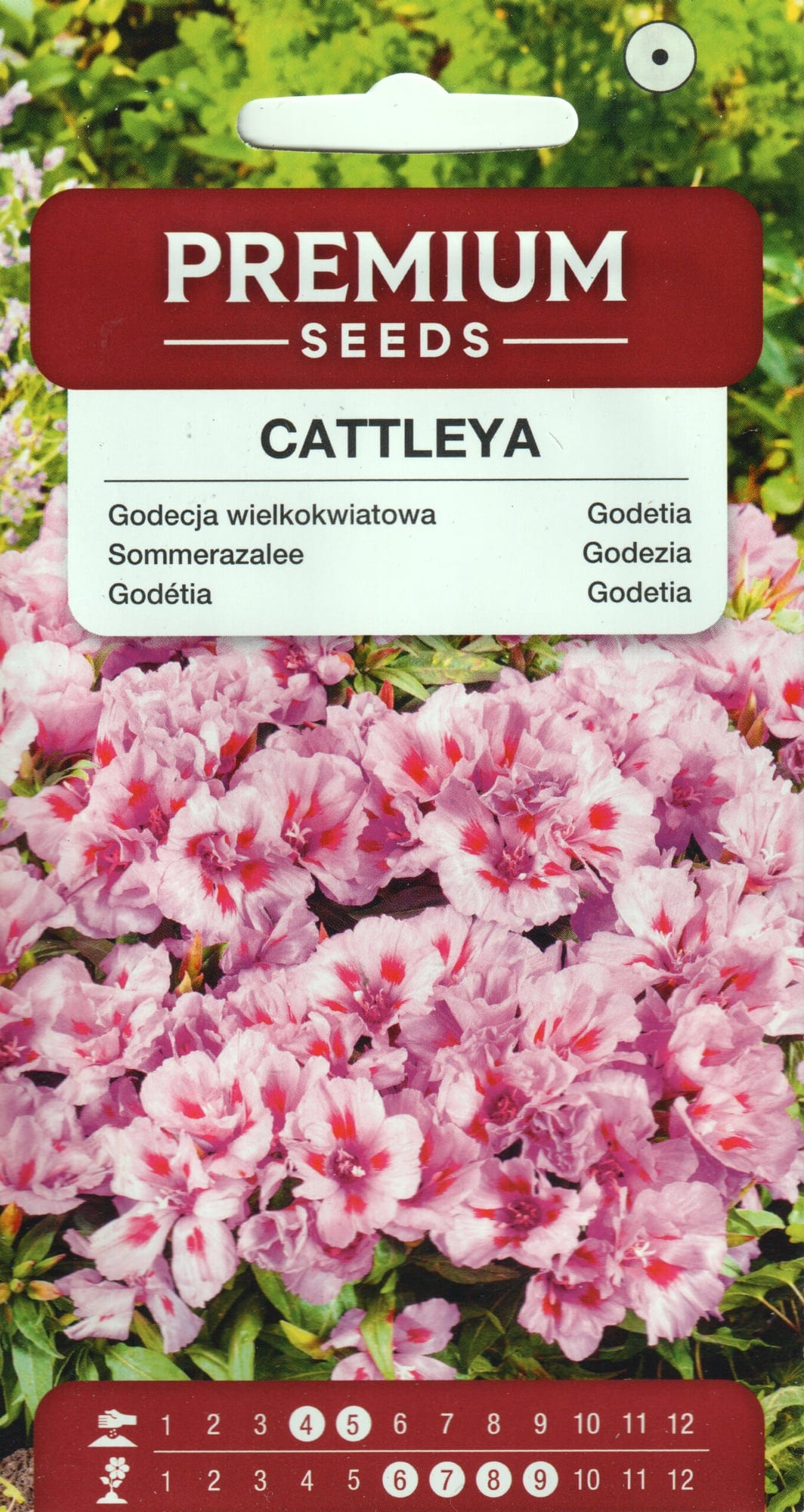 Suureõieline sametlill "Cattleya"