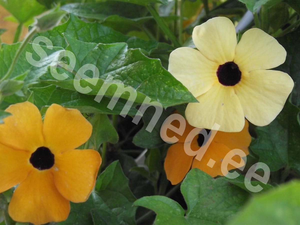 Tiivuline tunbergia  "Black Eyed Susan"