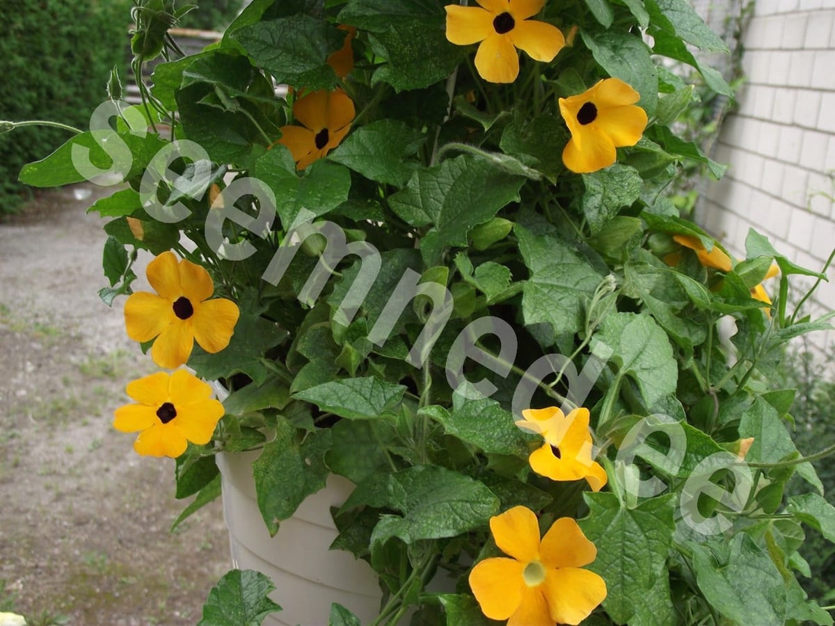 Tiivuline tunbergia  "Black Eyed Susan"