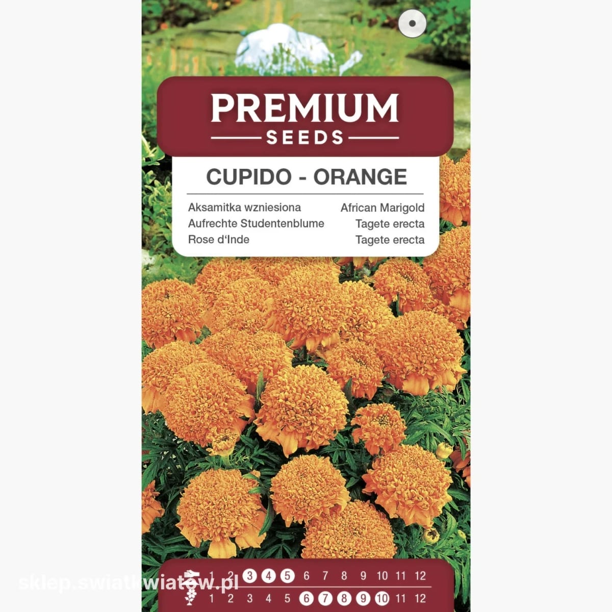 Peiulill "Cupido Orange"