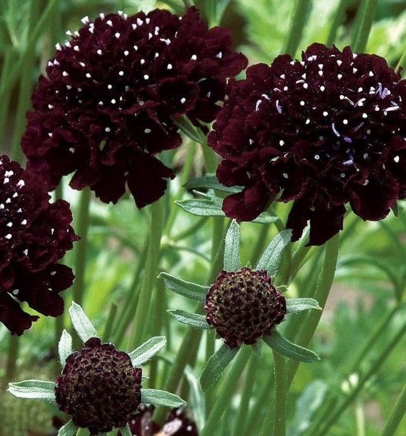 Hurmeline tähtpea "Black Knight"
