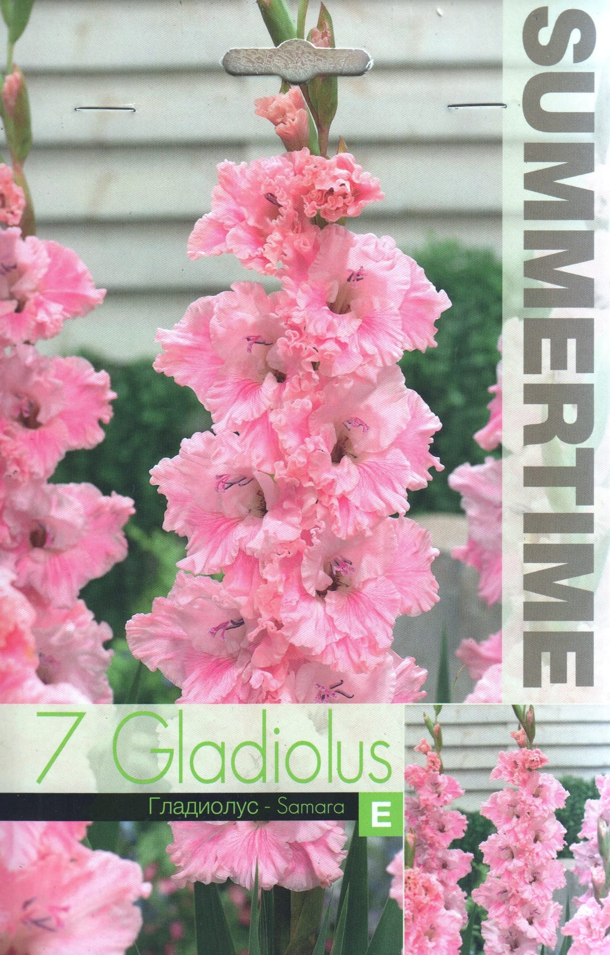 Gladiool "Samara"
