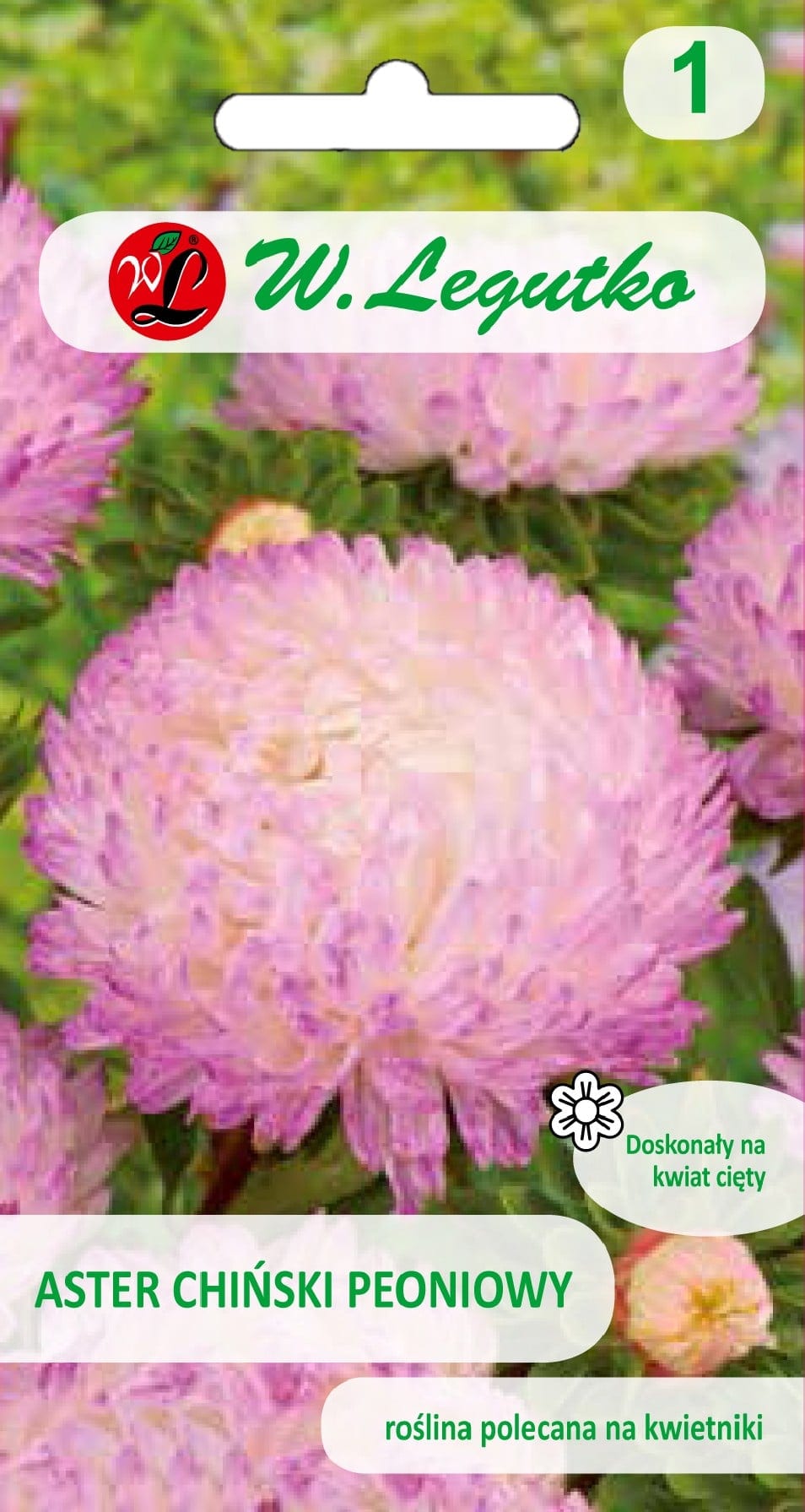 Aster "Pink & White"