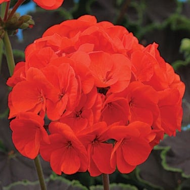 Pelargoon "Nait Scarlet" F1