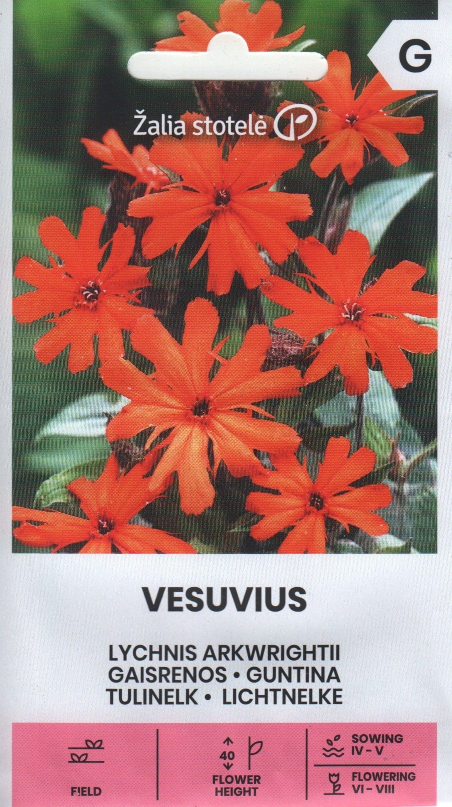 Arkwrightii tulinelk "Vesuvius"