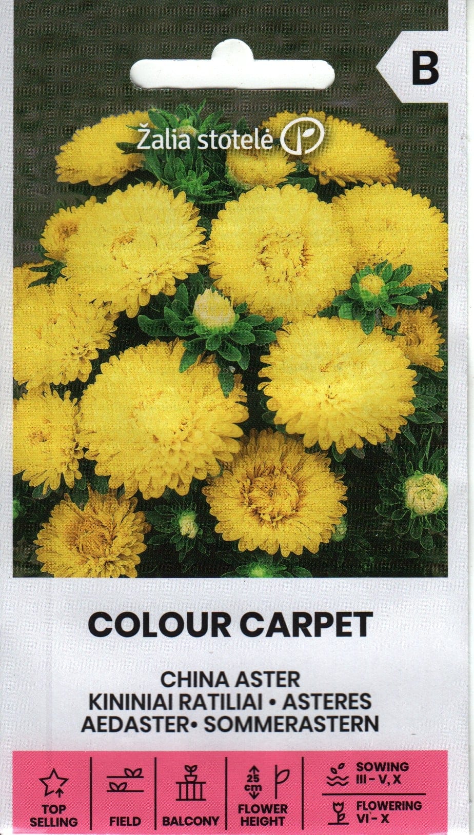 Aster "Colour Carpet Yellow"