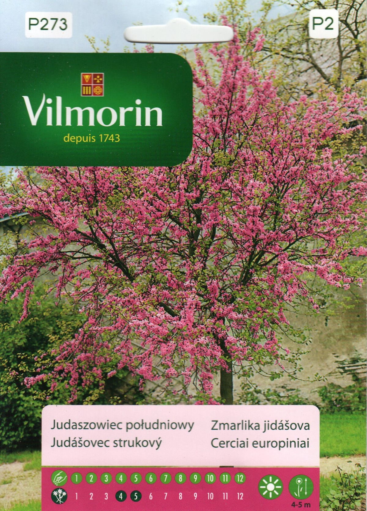 Harilik juudapuu
