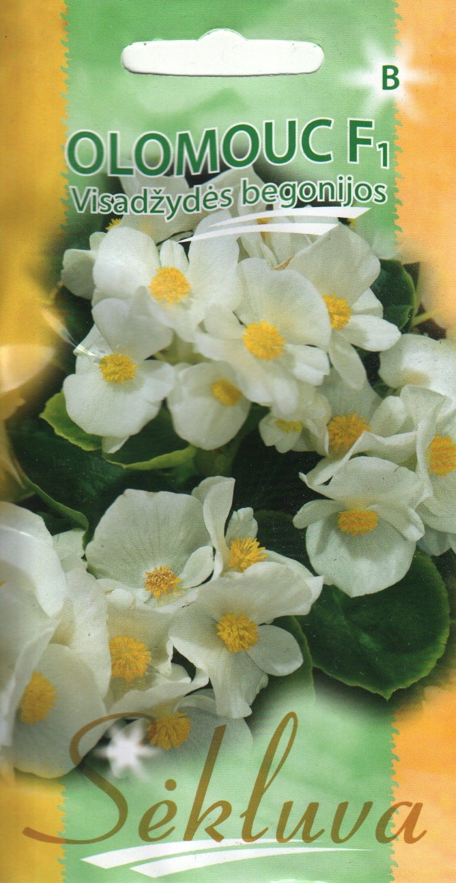 Alatiõitsev begoonia "Olomouc" F1