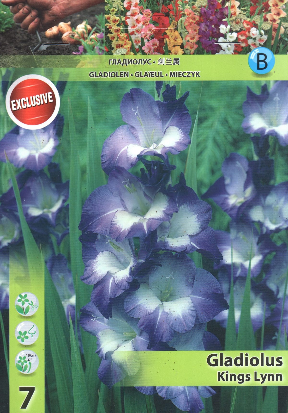 Gladiool "Kings Lynn"