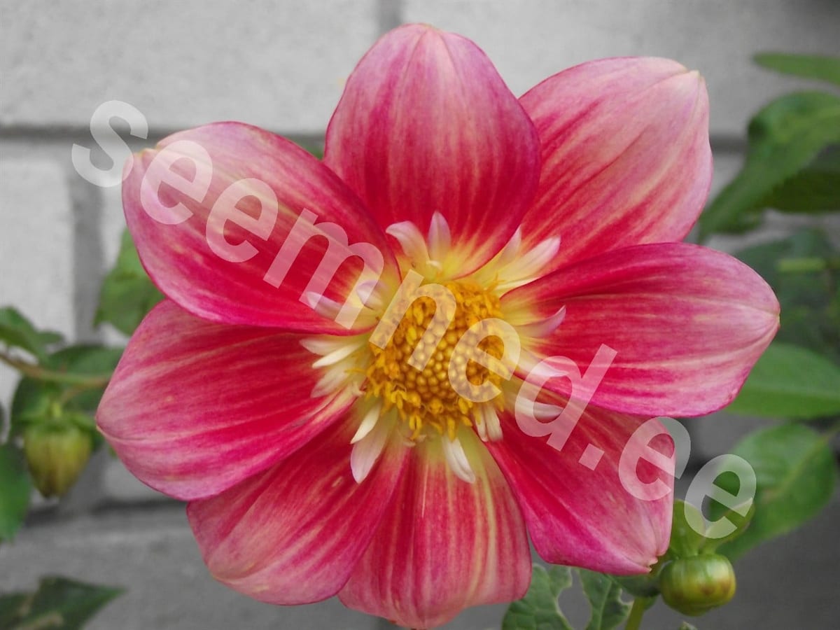 Aed-daalia "Collarette Dandy"