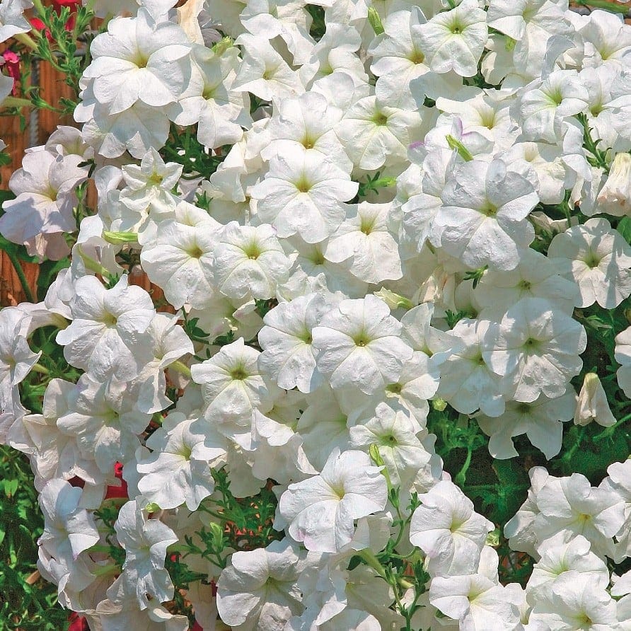 Ripp-petuunia "Lavina White" / "Avalanche White" F1