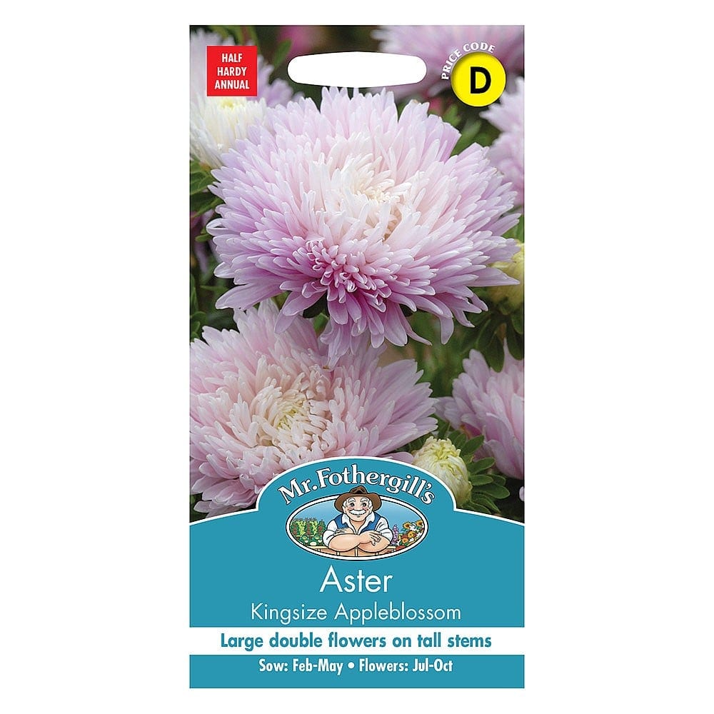 Aster "Kingsize Appleblossom"