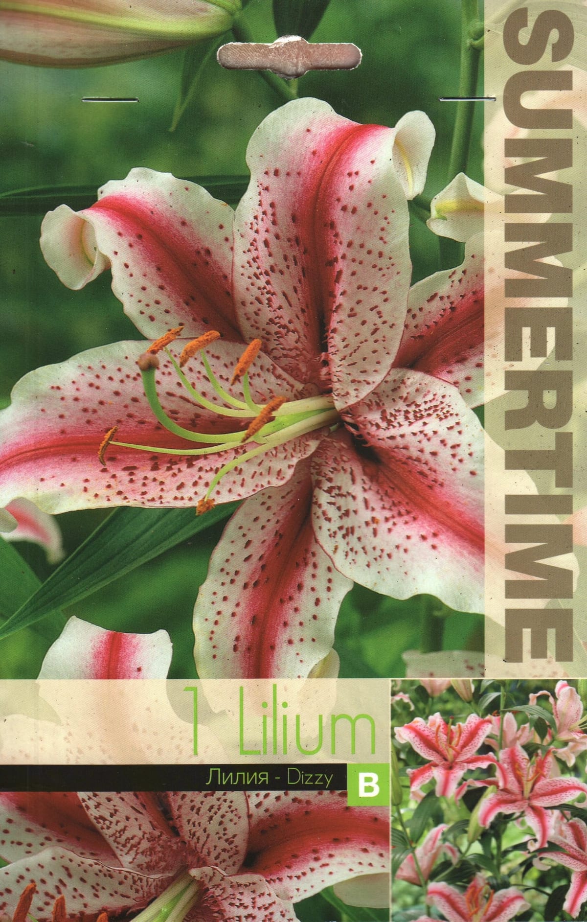 Orientaalliilia "Dizzy"